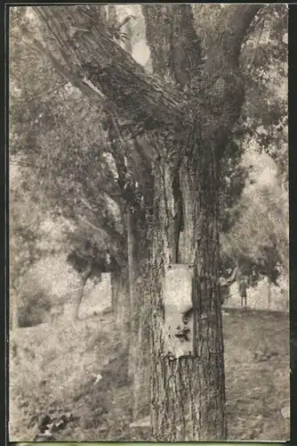 Fotografie 1.WK, Kaffeemühle von deutschen Soldaten an einem Baum befestigt