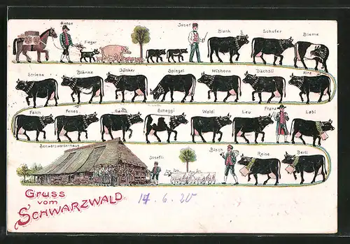 AK Bauern aus dem Schwarzwald treiben ihre Kühe zurück zum Schwarzwälderhaus