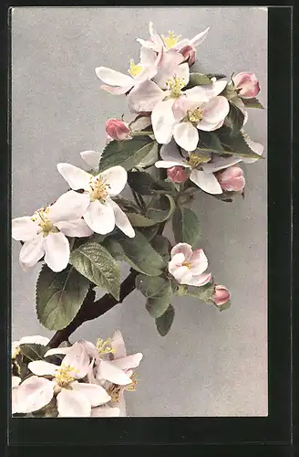 AK Wilder Apfel, Zweig mit Blüten