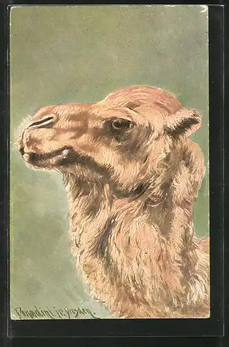 Künstler-AK Ermenegildo Carlo Donadini: Kopf eines Kamels