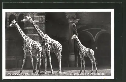 AK Berlin, Giraffenherde im Aussengehege des Zoologischen Gartens