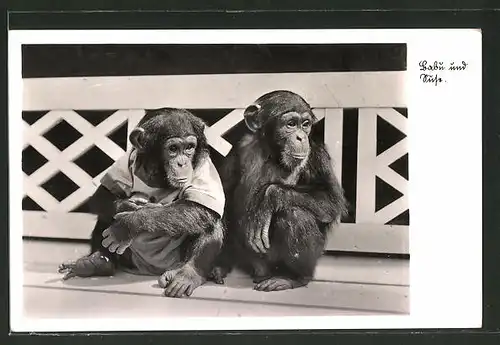 AK Halle, Affen Babu und Suse im Zoologischen Garten