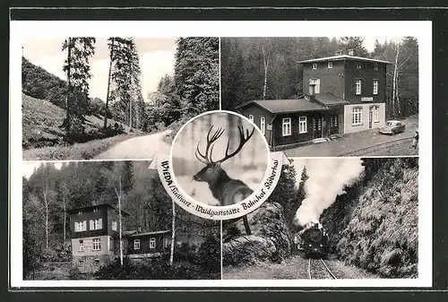 AK Wieda, Waldgaststätte und Bahnhof Stöberhai, Eisenbahn, Hirsch