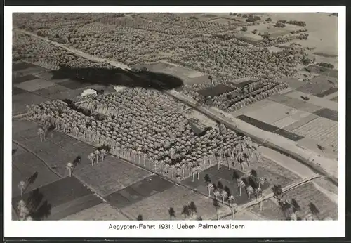 Fotografie Luftschiff - Graf Zeppelin LZ 127, Ägypten-Fahrt 1931, Zeppelin über Palmenwäldern