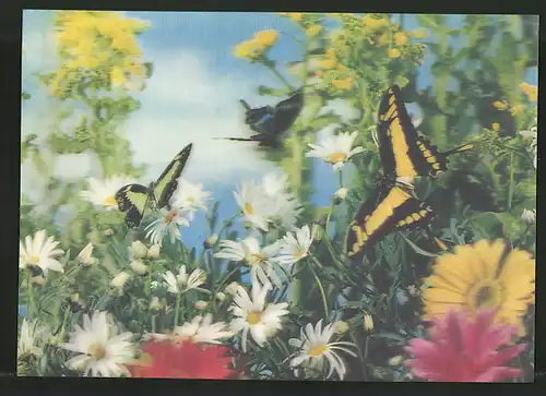 3D-AK Schmetterlinge auf einer Blumenwiese