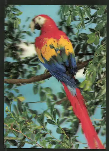 3D-AK Parrot, Papagei auf einem Ast