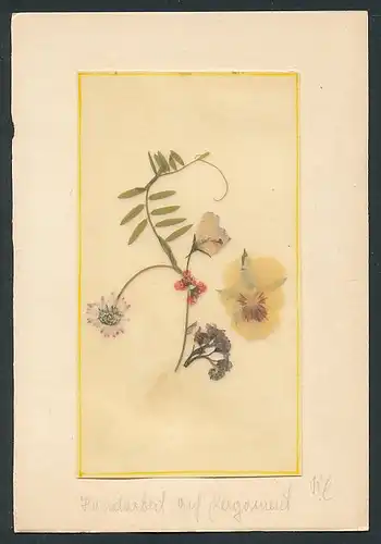 Trockenblumen-AK Trockenblumen auf Pergament geklebt