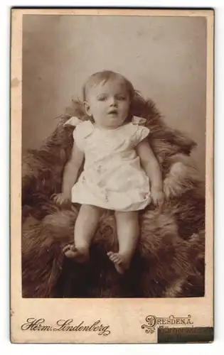 Fotografie Herm. Lindenberg, Dresden A., Portrait Kleinkind auf einem Fell