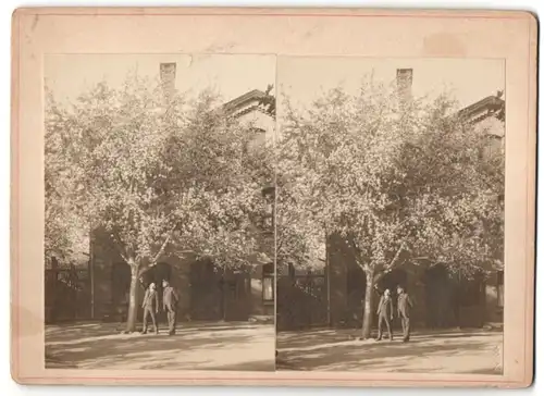 Stereo-Fotografie Schombardt, Braunschweig, Ansicht Braunschweig, Männer bestaunen blühenden Obstbaum
