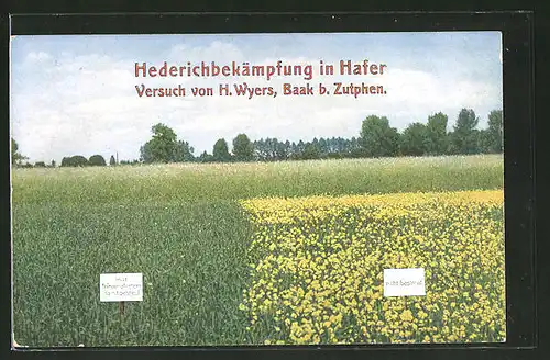 AK Hederichbekämpfung im Hafer, Versuch von H. Wyers, Baak b. Zutphen
