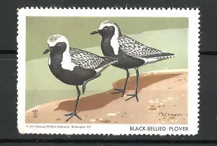 Künstler-Reklamemarke Peterson, National Wildlife Federation, Tier-Serie: Black-Bellied Plover