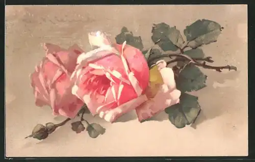 Künstler-AK Catharina Klein: Voll erblühte rosa Rosen