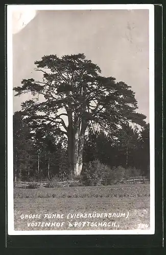 AK Vöstenhof, Grosse Föhre (Vierbrüderbaum)