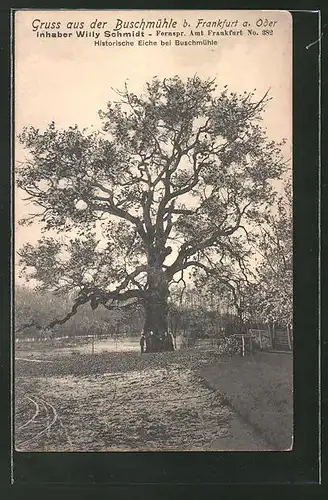 AK Frankfurt a. O., Historische Eiche bei Buschmühle, Baum