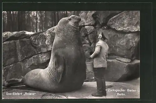 AK Berlin, Zoologischer Garten, See-Elefant Roland