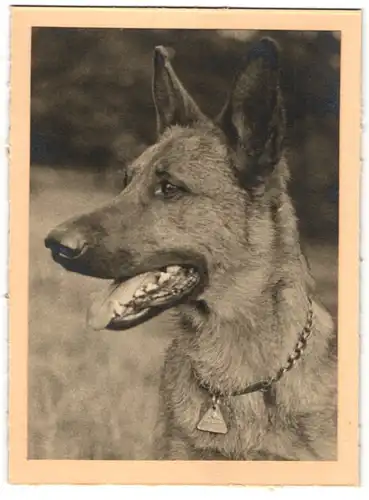 Fotografie Deutscher Schäferhund, Hund mit Halsband & Marke