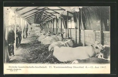 AK Düsseldorf, 21. Wanderausstellung d. deutschen Landwirtschaftsgesellschaft 1907, Kuhstall