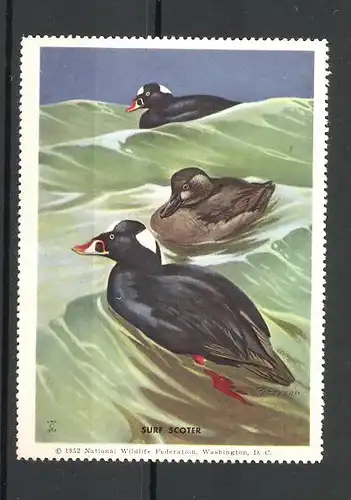 Künstler-Reklamemarke Peterson, Surf Scoter