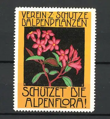 Reklamemarke Verein zum Schutze der Alpenpflanzen, rote Alpenblume