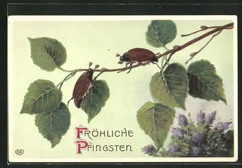 Präge-AK Fröhliche Pfingsten, Maikäfer auf einem Zweig