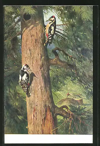 AK Buntspechte sitzen an einem Baumstamm