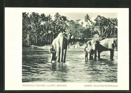 AK Kandy (Elefantenkraal), Elefanten im Wasser