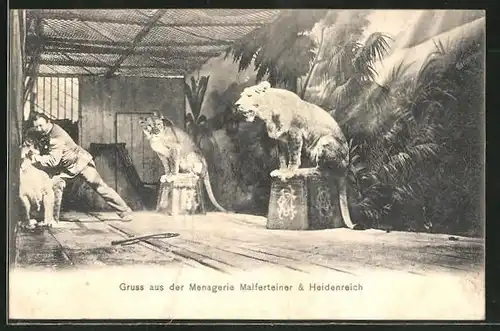 AK Löwen in der Menagerie Malferteiner & Heidenreich