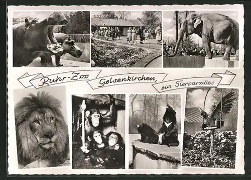 AK Gelsenkirchen, Ruhr-Zoo von L. Ruhe, Nilpferd, Elefant, Löwe, Schimpansen, Bären