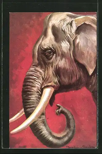 Künstler-AK Ermenegildo Carlo Donadini: Porträt Kopf eines Elefanten