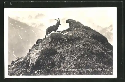 AK Steinwild im schweizer Hochgebirge