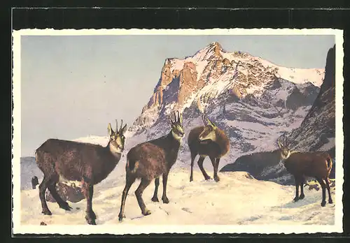 AK Gämsen im verschneiten Gebirge