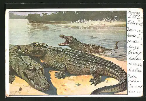 AK Krokodile lagern an einem Fluss