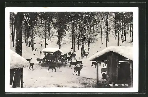 AK Wildfütterung im Winter