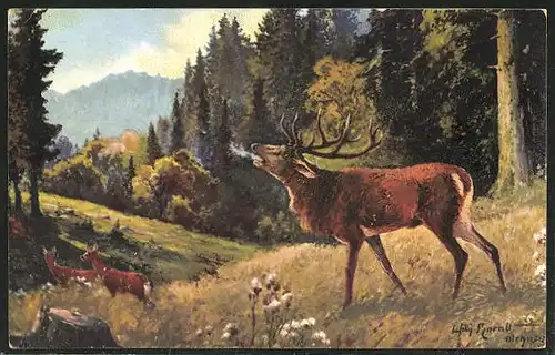 AK Hirsch röhrend am Waldrand stehend