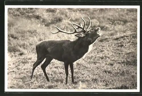 AK Potsdam, Hotel Wildpark, Röhrender Hirsch im Wildpark