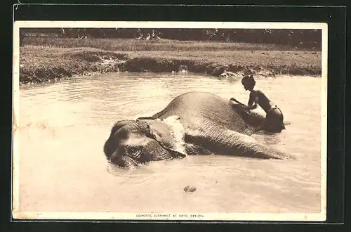 AK Ceylon, Elefant beim Baden