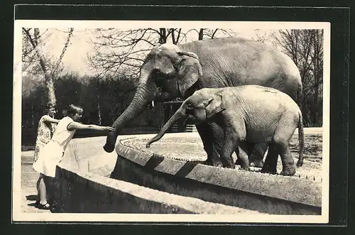 AK Indische Elefanten im Tierpark Hellabrunn