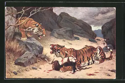 Künstler-AK Tiger im Kampf um die Beute