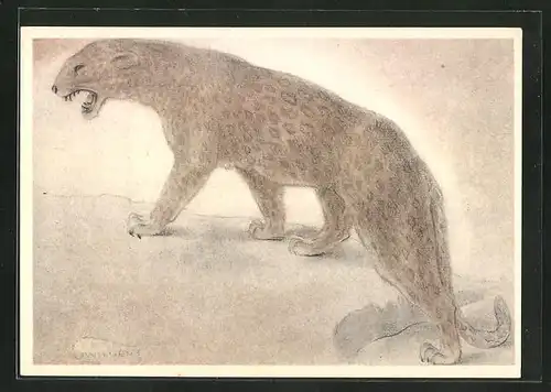 Künstler-AK Studie eines Leoparden