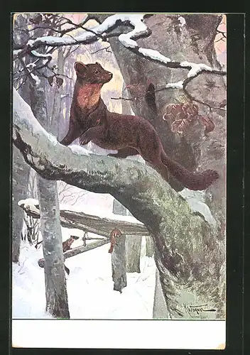 Künstler-AK Marder klettert auf einem verschneiten Baum herum