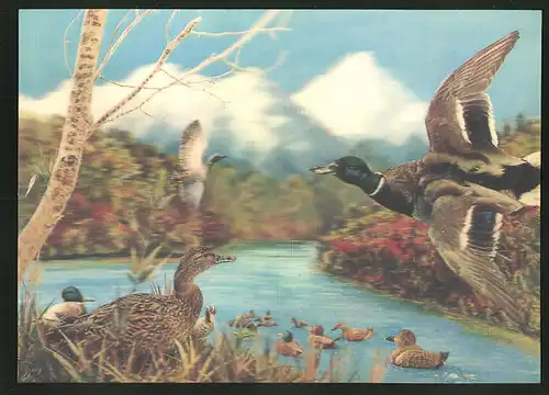 3D-AK Enten lassen sich auf einem Teich nieder