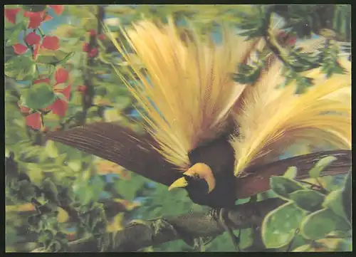 3D-AK Oiseau des Iles, Paradiesvogel