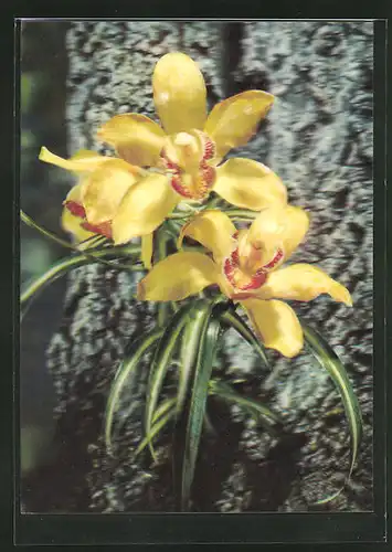 3D-AK Gelbe Orchideen an einem Baumstamm