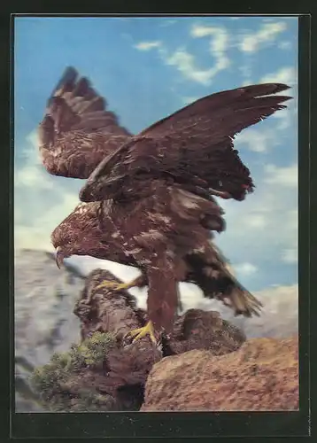 3D-AK Adler auf der Suche nach Beute