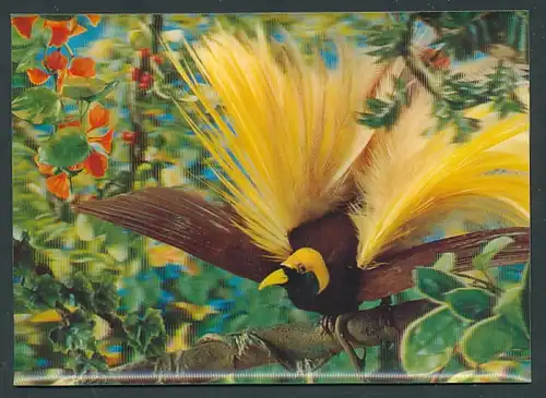 3D-AK Paradiesvogel im gelben Federkleid