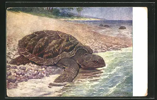 Künstler-AK Wasserschildkröte auf dem Weg ins Meer