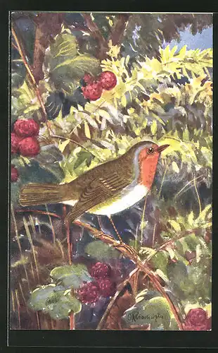 Künstler-AK Rotkehlchen auf einem Zweig mit Beeren