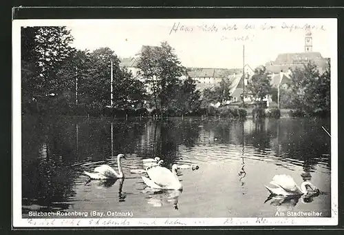 AK Sulzbach-Rosenberg, Schwäne am Stadtweiher