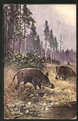 Künstler-AK M. Müller jun.: Wildschweine im Wald