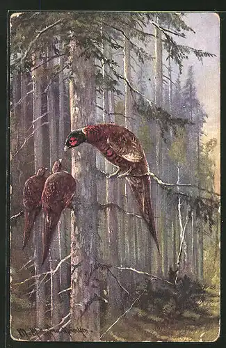 Künstler-AK M. Müller jun.: Fasanen mit Hennen auf einem Baum